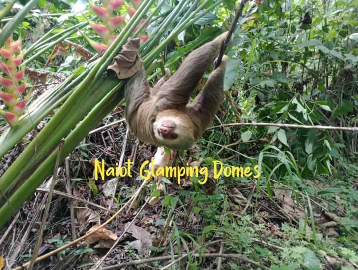 شقة Glamping Naioth Guápiles المظهر الخارجي الصورة