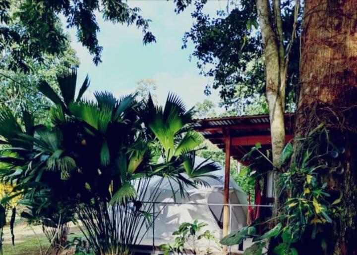 شقة Glamping Naioth Guápiles المظهر الخارجي الصورة