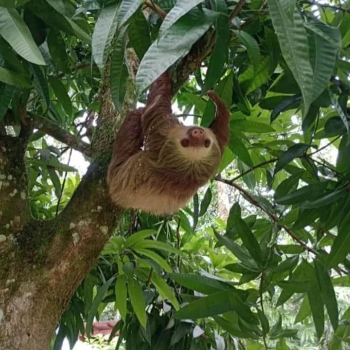 شقة Glamping Naioth Guápiles المظهر الخارجي الصورة