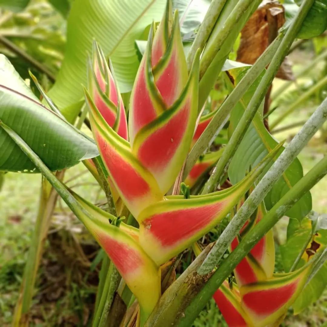 شقة Glamping Naioth Guápiles المظهر الخارجي الصورة