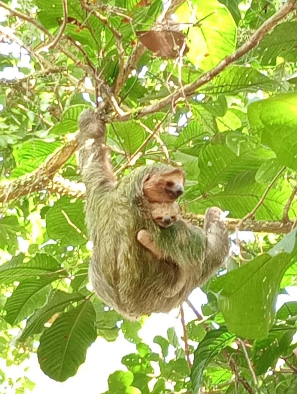 شقة Glamping Naioth Guápiles المظهر الخارجي الصورة