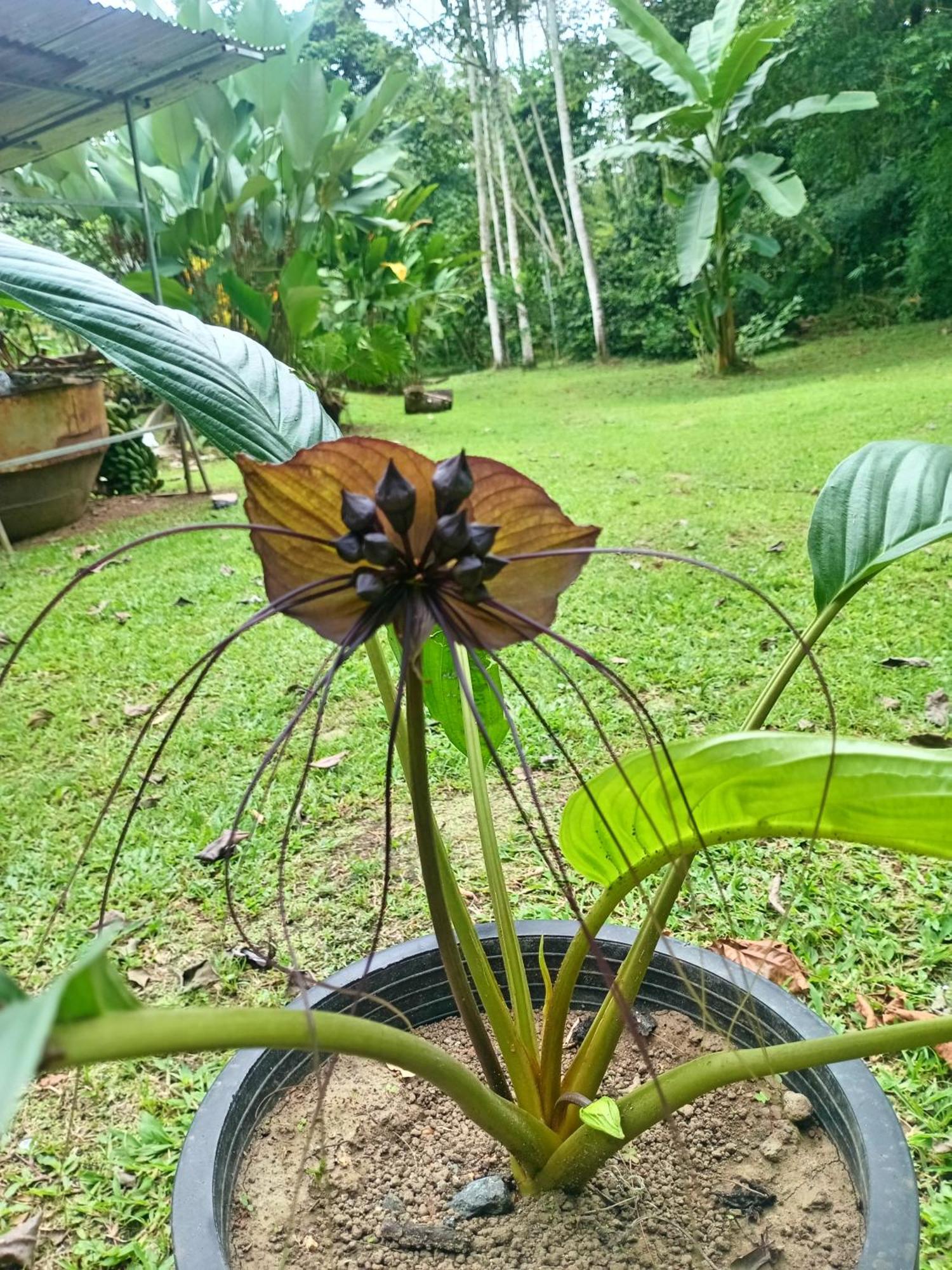 شقة Glamping Naioth Guápiles الغرفة الصورة
