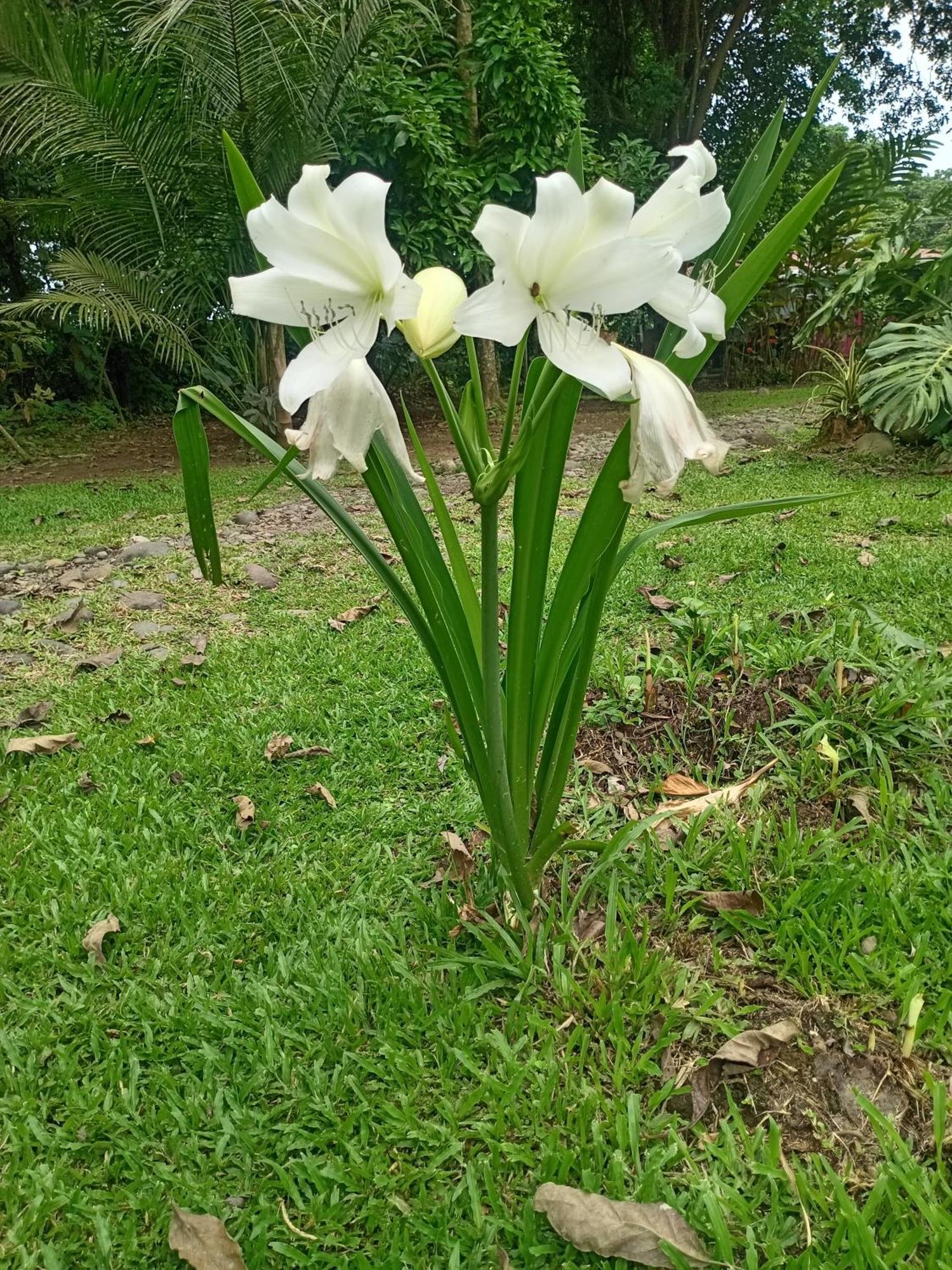 شقة Glamping Naioth Guápiles الغرفة الصورة